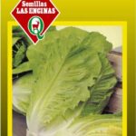 Semillas de Lechuga Conconina Romana de París 100 Grs