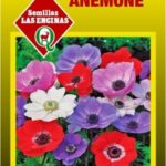 Semillas de Anémona