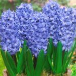 Bulbo de Gladiolo Jacinto Delft Blue