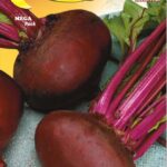 Semillas De Betarraga Mejorada Egipto