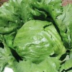 Semillas de Lechuga Montemar 100 Grs