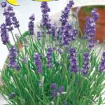 Semillas De Lavanda