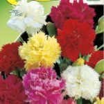 Semillas De Clavel Doble Chabaud en Mix