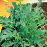 Semillas De Rúcula Silvestre