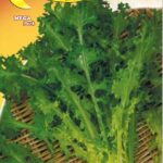 Semillas De Endivia Rizada Romanesca De Corte