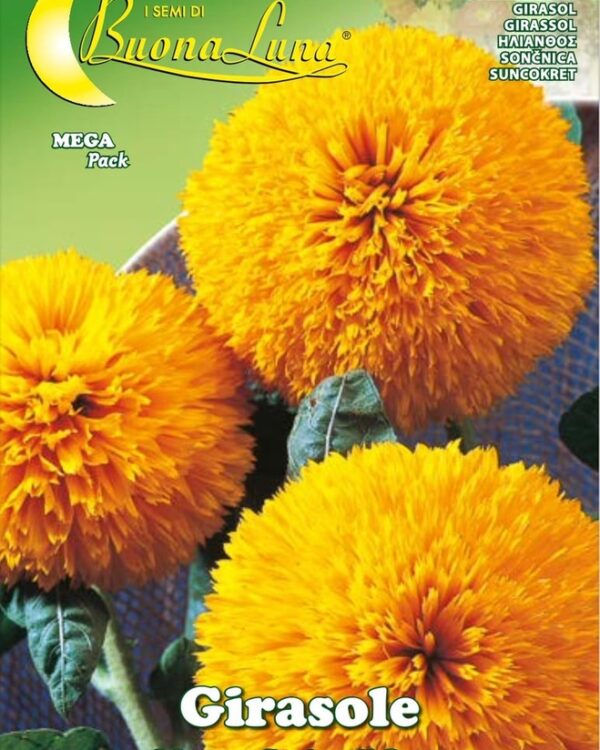 Semillas De Girasol Enano Sol de Oro