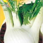 Semillas De Hinojo Geant Mammouth Perfection