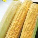 Semillas De Maíz Dulce