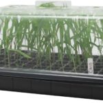 Kit de Almaciguera de 50 + Cúpula Alta + Bandeja de Germinación