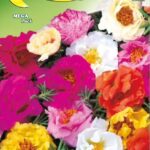 Semillas De Portulacca Grandiflora Doble Mix