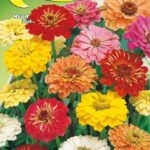 Semillas De Zinnia Gigante De California Mix