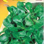 Semillas De Valeriana Verte De Cambrai