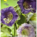 Semillas De Cobea Azul