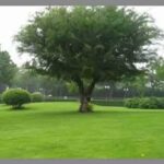 Semilla Bermuda Grass Unhulled 22.7 Kilos