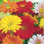 Semillas De Gerbera Gigante Doble Mix