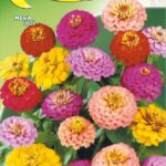 Semillas De Zinnia Lilliput Pompon Doble Mix