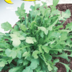 Semillas De Amapola Silvestre