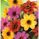 Semillas De Dalia Enana Doble Mix
