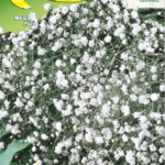 Semillas De Gipsofila Paniculata Perenne Doble