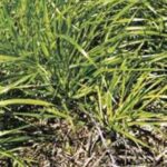 Semilla Pasto Ovillo Lidacta Certificado 15 Kilos