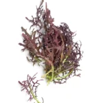 semillas de Mizuna Roja 500 Grs