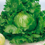 Semillas de Lechuga Escarola Arrep. Grandes Lagos 118 100 Grs