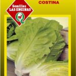 Semillas de Lechuga Conconina o Costina