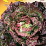 Semillas De Lattuga Meraviglia Delle 4 Staglioni