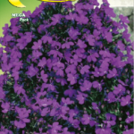 Semillas De Lobelia Enana Compacta