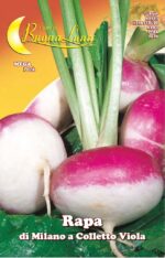 Semillas De Nabo De Milán Con Cuello Morado