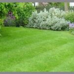 Semilla Festuca Chewing´s Casanova Certiifcada 22.7 Kilos