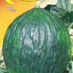 Semillas De Melón Tendral Tardío