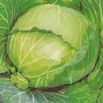 Semillas de Repollo Blanco Quintal de Alsacia 100 Grs