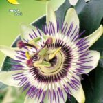 Semillas De Pasionaria Flor De La Pasión