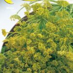 Semillas De Hinojo Silvestre