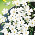 Semillas De Gipsofila Blanca Elegans