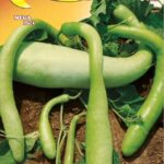 Semillas De Zapallo Serpiente De Sicilia