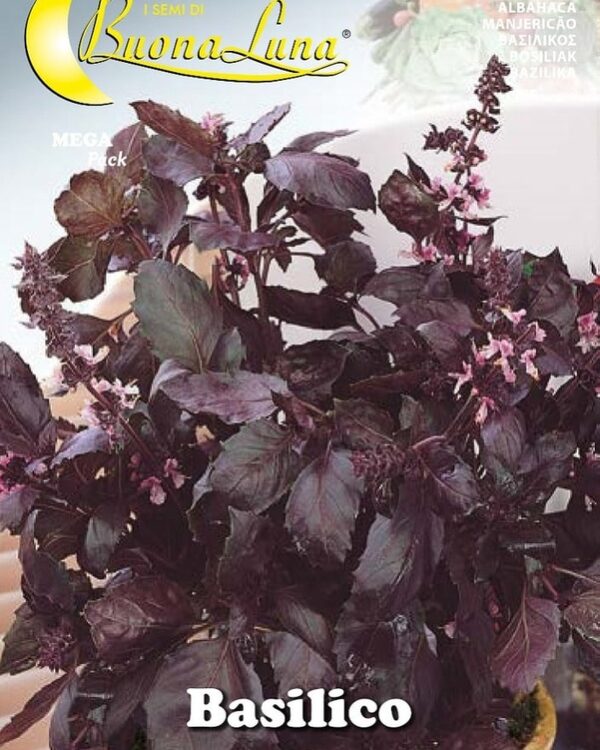 Semillas De Albahaca Morada