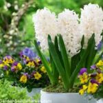 Bulbo de Gladiolo Jacinto Louvre