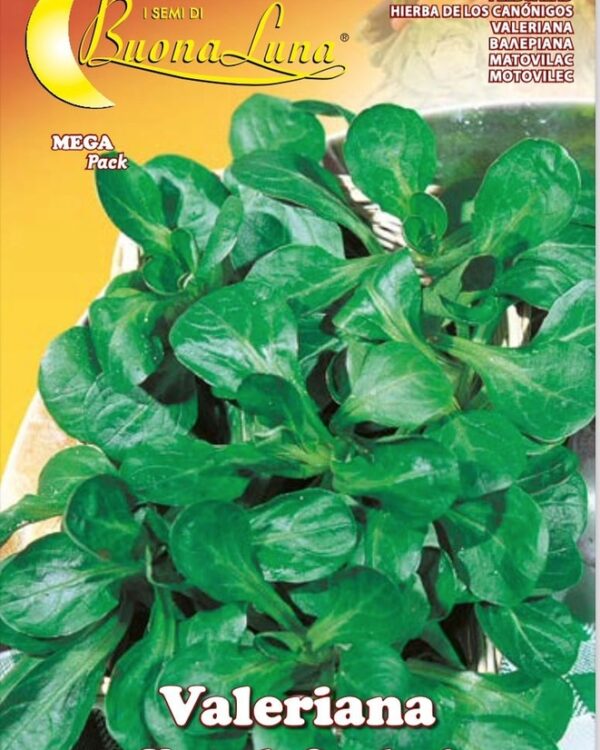 Semillas De Valeriana Verte De Cambrai