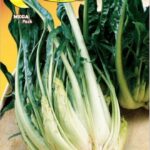 Semillas De Achicoria Puntarelle Di Galatina