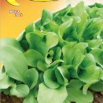 Semillas De Achicoria Zuccherina Di Trieste