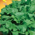 Semillas De Nabo De Forraje Sin Cabeza