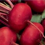 Semillas de Betarraga Chata Egipto 100 Grs