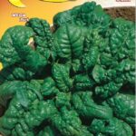 Semillas De Espinacas Merlo Negro