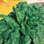 Semillas De Espinaca Gigante De Invierno