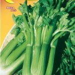 Semillas De Apio De Elne