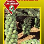 Semillas de Repollito Bruselas Long Island Improved 100 Grs