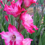 Bulbo de Gladiolo Milkshake