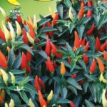 Semillas De Ají Ornamental